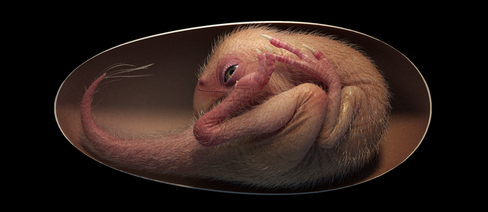 Low Res Life reconstruction of a close to hatching oviraptorosaur dinosaur embryo based on the new specimen Baby Yingliang CREDIT Lida Xing 2.png 2