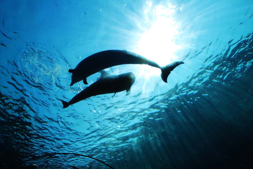 female dolphins like to get frisky 3 Underwater view of a pair of dolphins swimming together under the sun