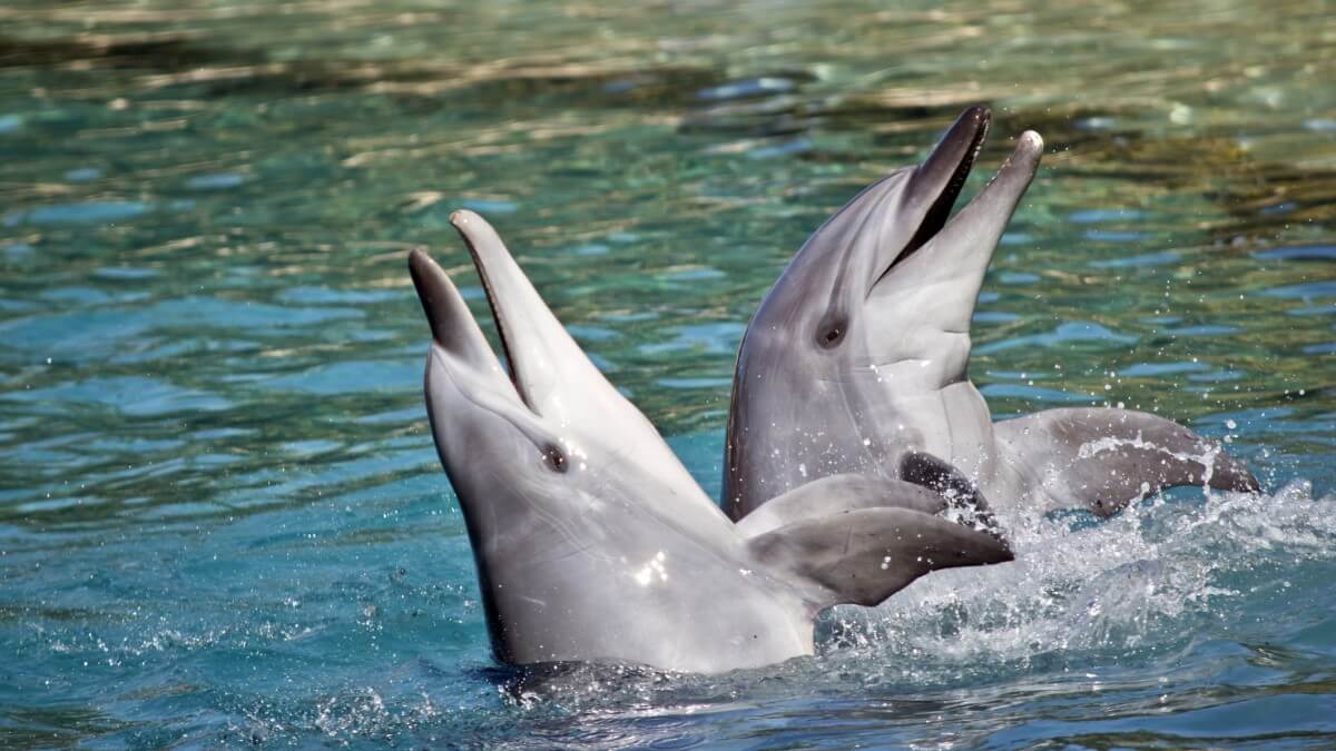 two bottlenose dolphins playing in the ocean