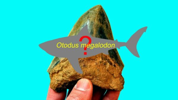 a hand holds up a megalodon tooth wtih a silhouette of a megalodon in front of it, labelled with Otodus megalodon and a question mark