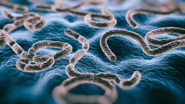 A 3D rendered image of ebola virus