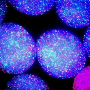 the surprising structural reason your kitchen sponge is so disgusting 3 Blue. Credit andrea weiss zach holmes and yuanchi ha duke university