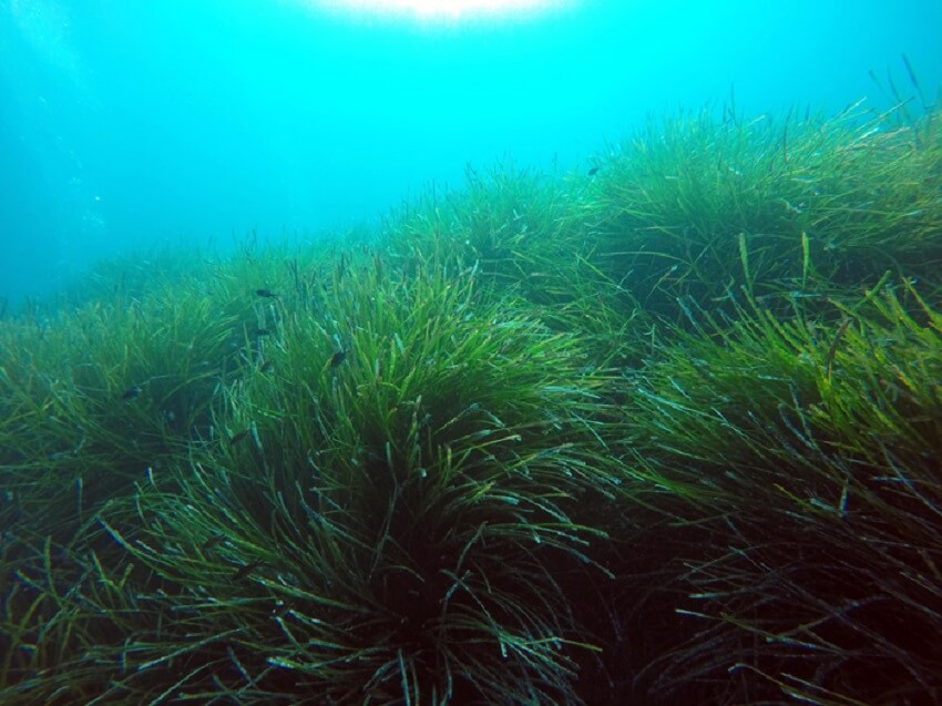 An underwater seagrass bed.
