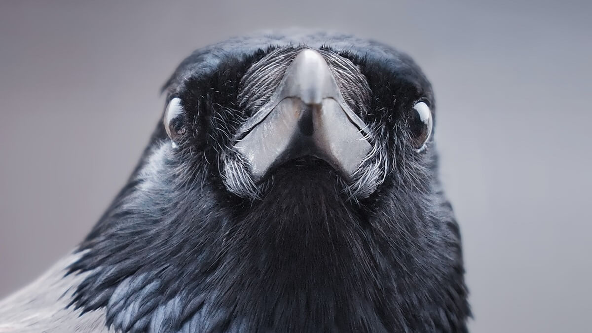 Crow looking directly at camera
