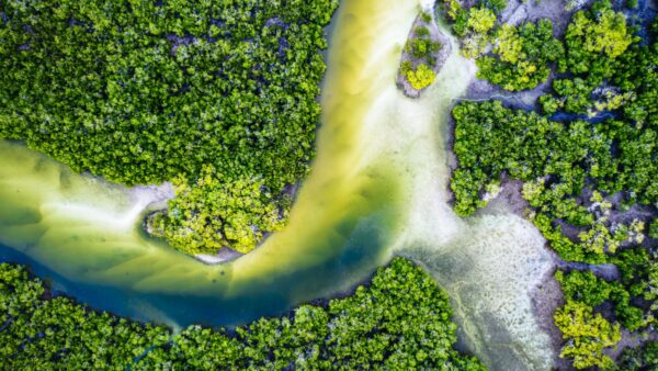 aerial view of a mangroves forest in queensland