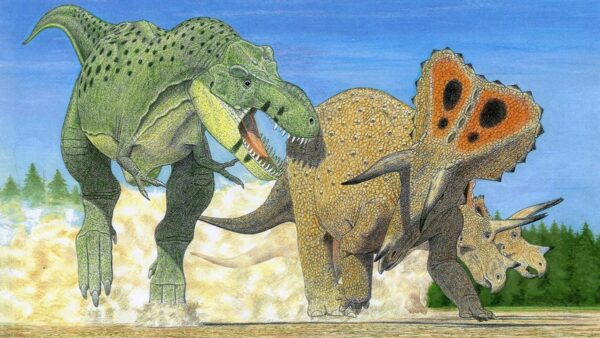A Tyrannosaur attacks a Stegosaur.