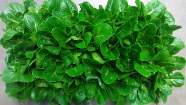 leafy green lettuce