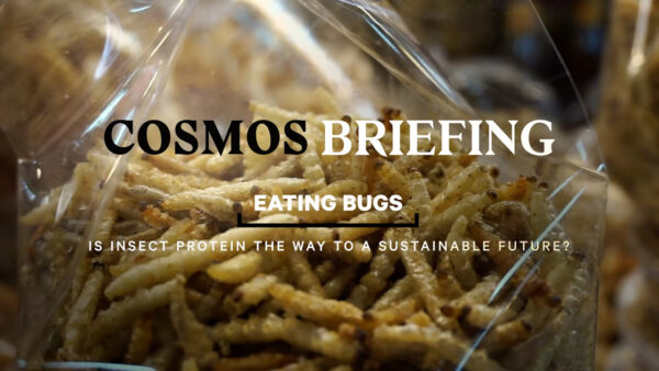 mealworms in a bag and the text cosmos briefing eating bugs is insect protein the way to a sustainable future