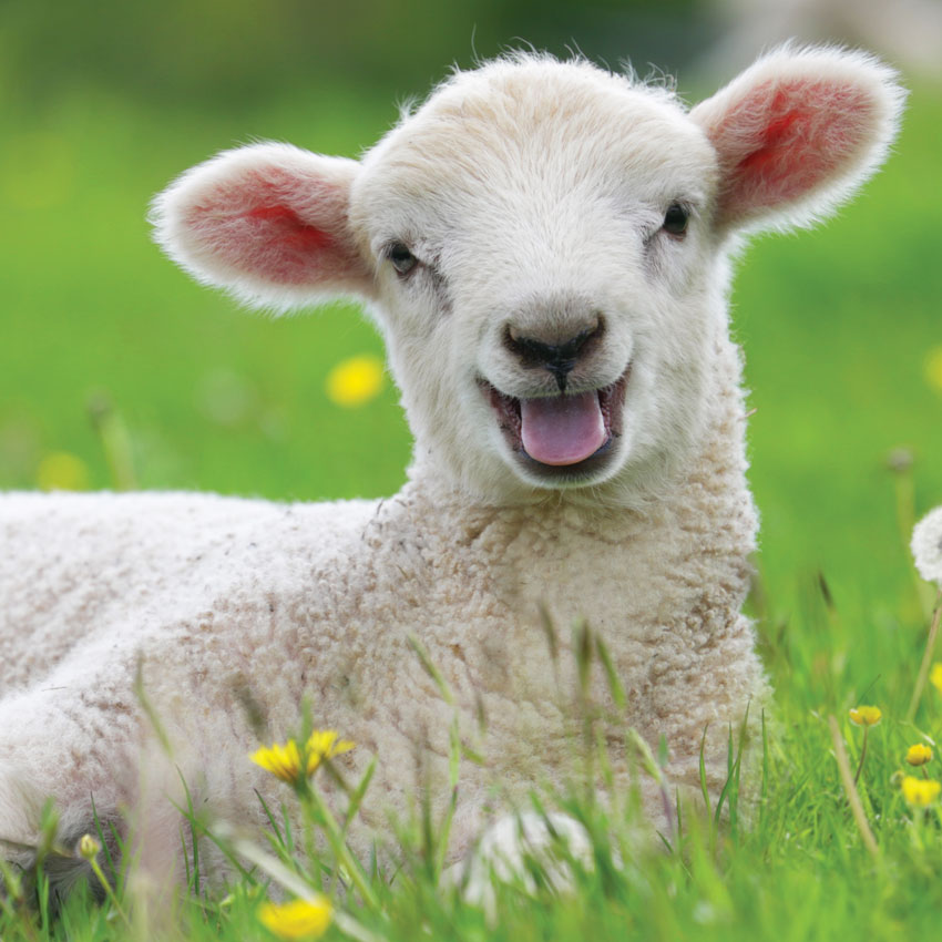 Laughing? lamb in field