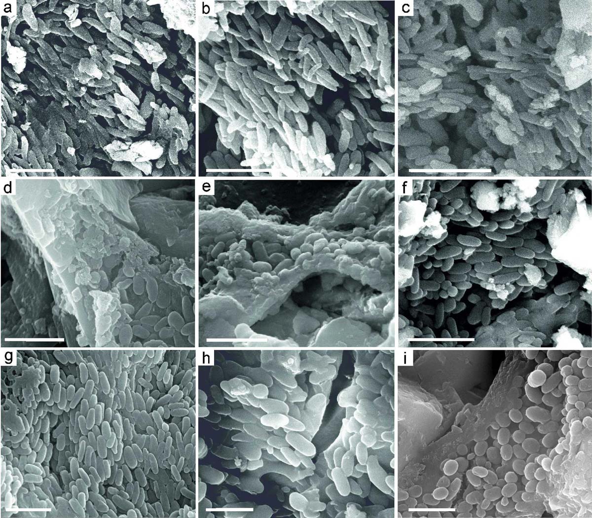 flashy flyers: introducing pterosaurs with coloured feathers 1 Pterosaur feathers