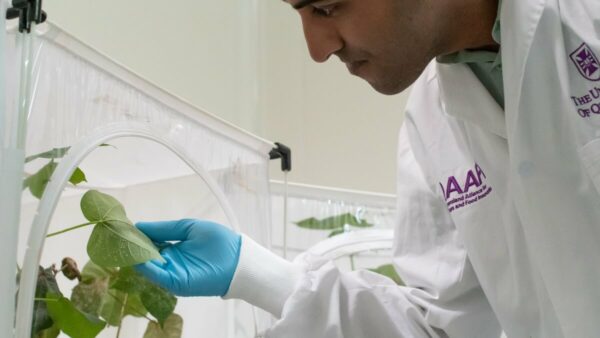 person in lab coat and rubber glove holding a leaf in a plastic cage covered in tiny white spots