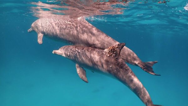 photograph of two bottlenose dolphins swimming one with a skin infection on its dorsal fin