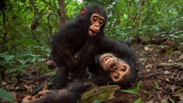 Eastern chimpanzee juvenile male Gimli with Gizmo. Credit Anup Shah Getty Images 1 1