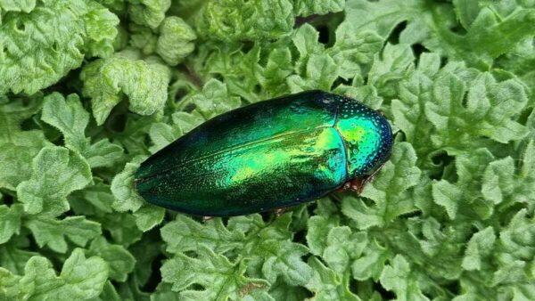 A jewel beetle with iridescent colouration