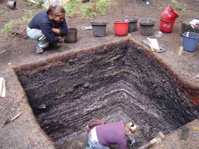 archaeologists excavating a midden containing the remains of oysters