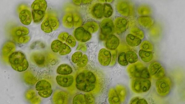 Microscopic image of the green algae Gormaniella terricola