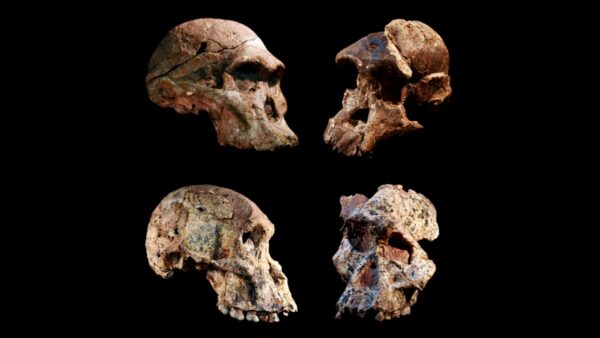 four-australopithecus-skull-fossils