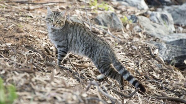 Feral cat in Australian bush. According to new research, there is public support in Australia for synthetic biology technology like gene drives.