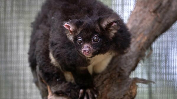 A greater glider perches on a tree branch