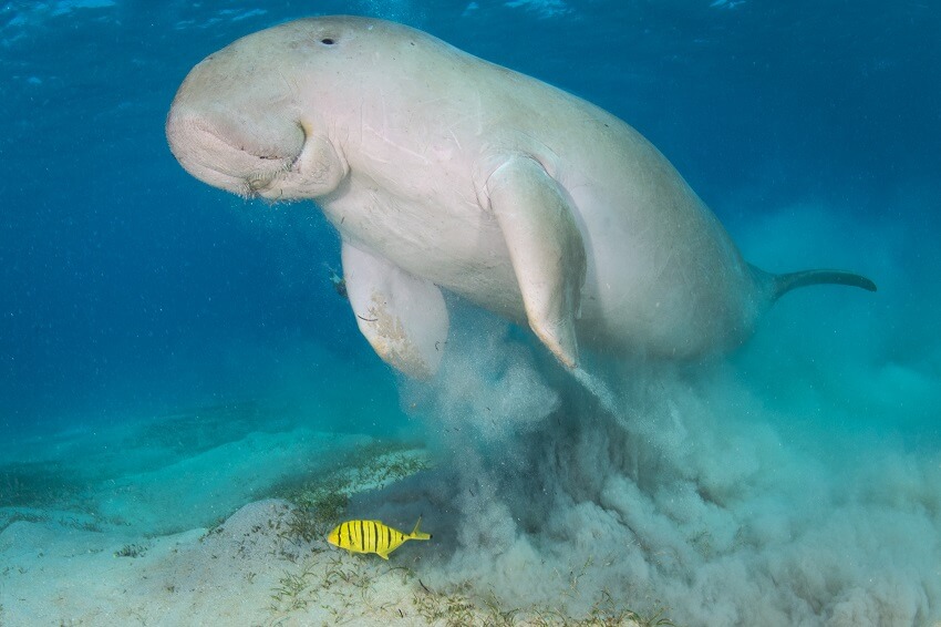 A dugong swimming under water