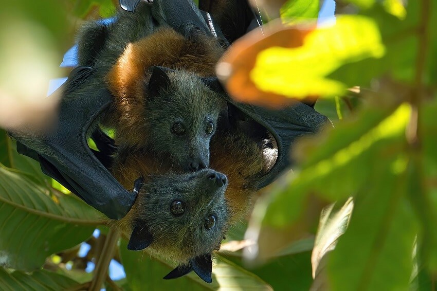 Grey-headed flying-fox with pup.