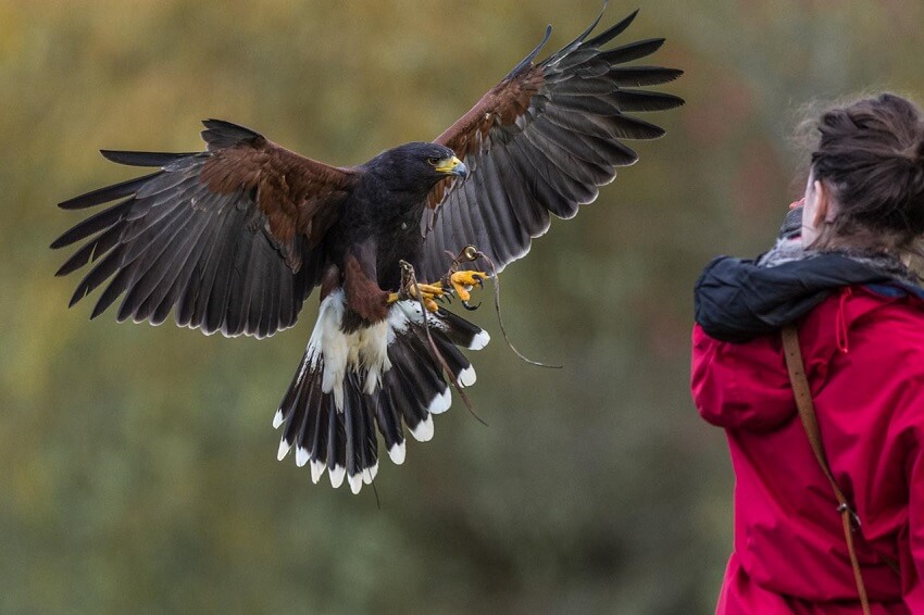 you may have missed… getting dna out of pickled snakes, demand for abortion medications & early galaxy rotation 3 In flight credit rob bullingham 1