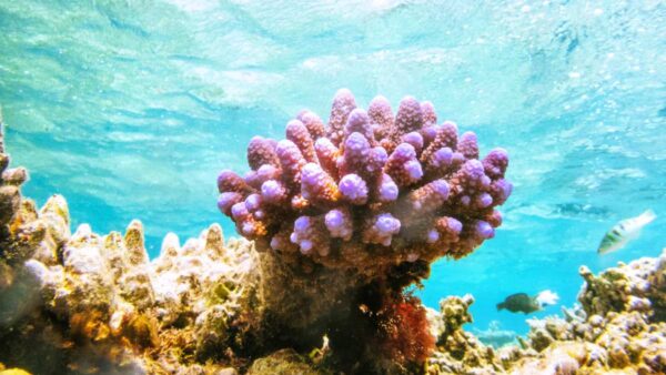pink coral on the Great Barrier Reef