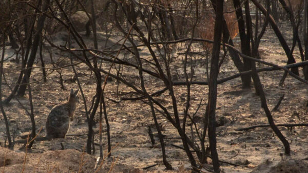 a wallaby sits in a burned black forest following the black summer bushfires