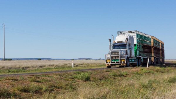 road train taking livestock through australia, part of the food supply chain
