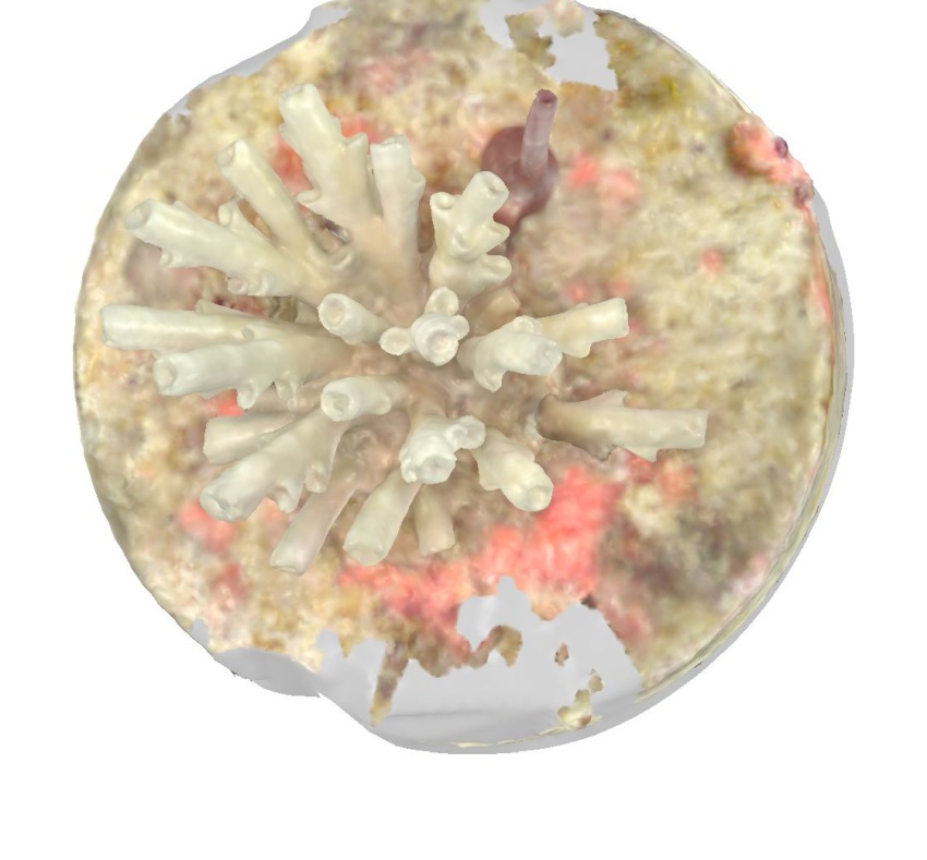 Circular 3D computer image of white coral