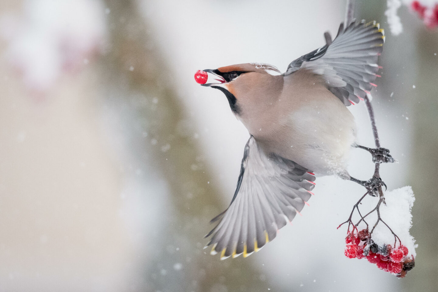 A white bird with wings spread holding a tiny red berry in it's mouth. It is holding onto a branch with more berries. The background is blurred but it's snowing.
