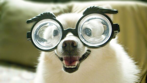 Dog with big glasses