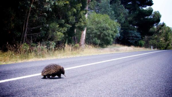 Animal crossing, echidna crossing the road.