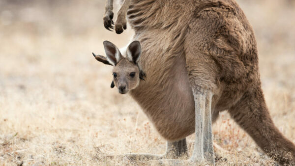 A large joey kangaroo in it's mothers pouch. You can only see the bottom half of the mother kangaroo.