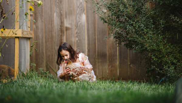 A female child in a dress in a backyard crouching down to hold a chicken. She looks peaceful