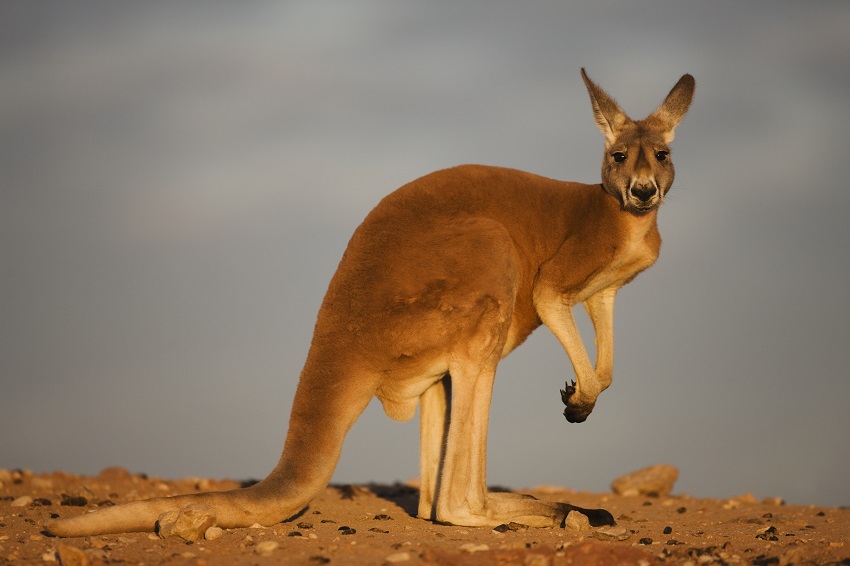 Photograph of a red kangaroo