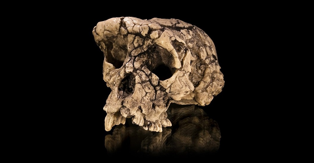 toumai-cranium-sahelanthropus-tchadensis