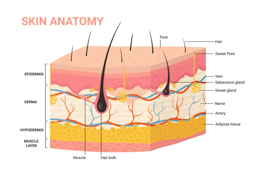 Structure anatomy diagram of skin layers. skincare