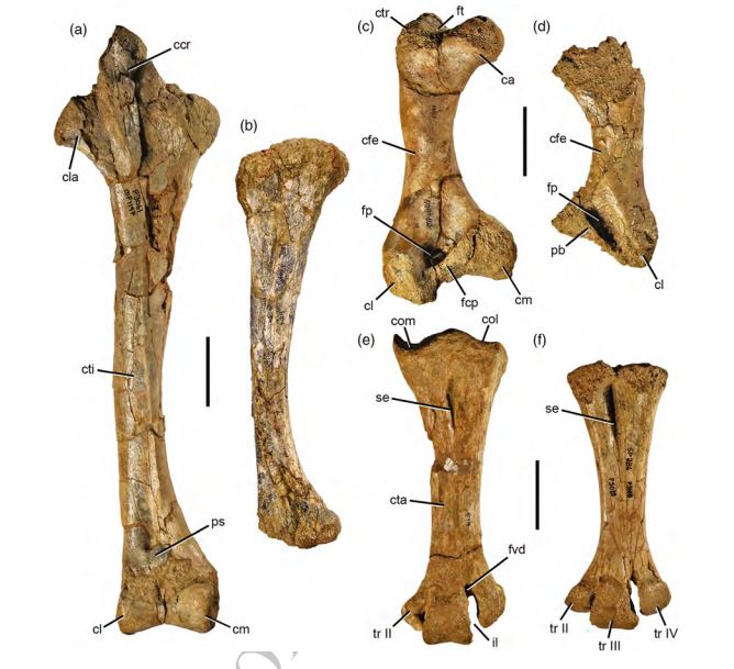dromornis-fossil-bones-femur-leg-bones
