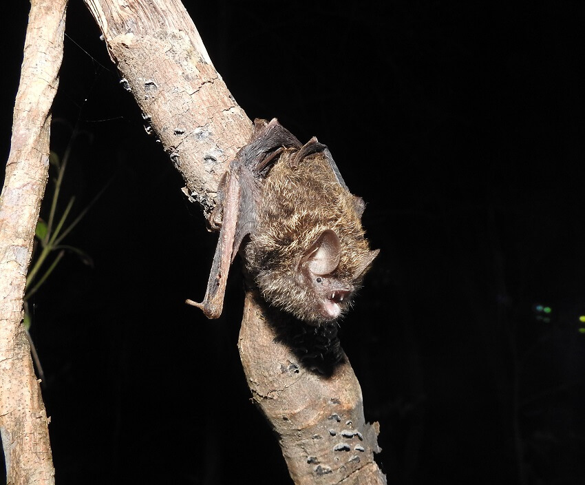 A golden-tipped bat photographed at night hanging from a branch