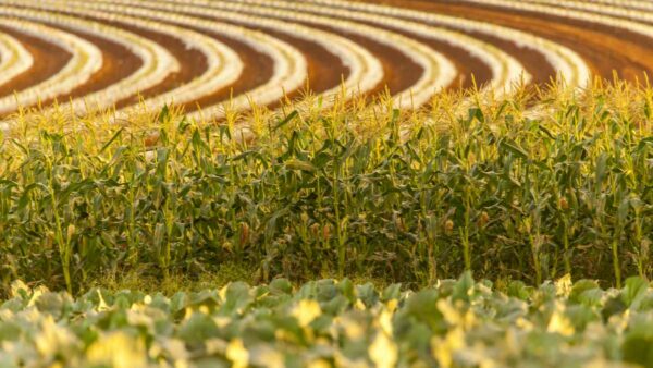 corn or maize in a field