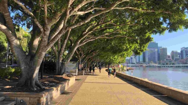 promenade next to a river with line of urban trees, fig trees