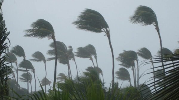 Winds blowing trees in a tropical storm