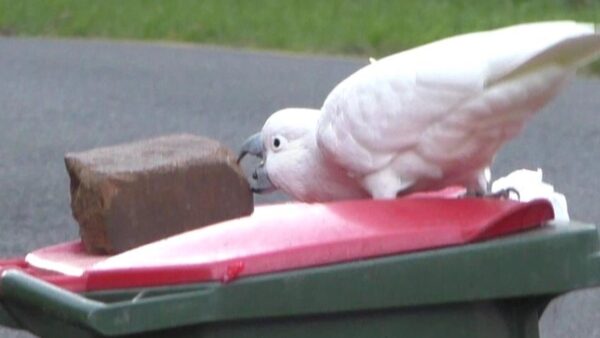 A sulphur crested cockatoo removes a brick from a bin