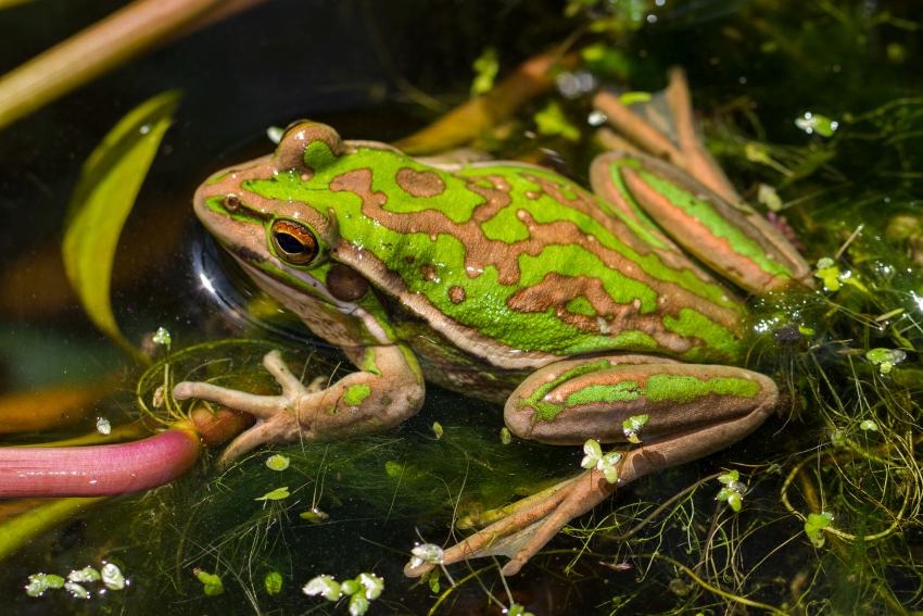 A green and golden bell frog