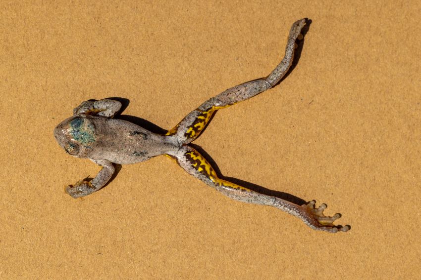 Peron's tree frog that died from chytrid.