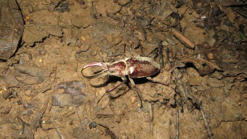 Beetle on the ground
