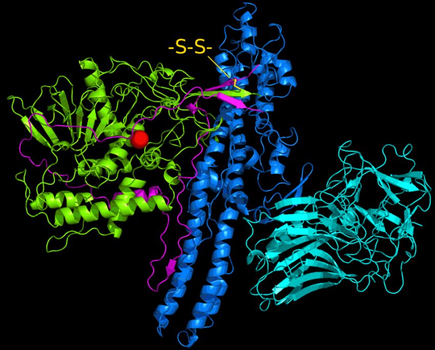 Botulinum toxin type a protein structure. Credit 5 HT2AR via Wikimedia Commons