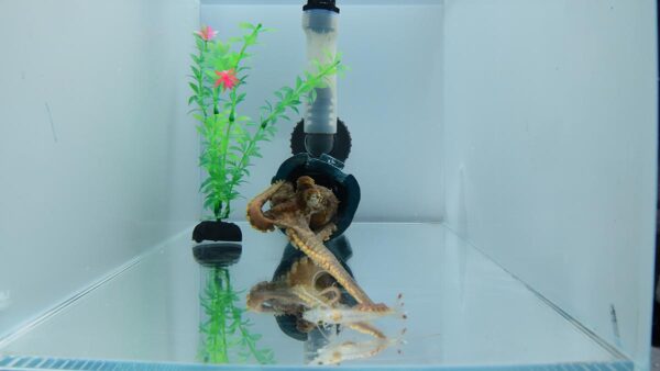 An octopus coming out of a plastic den with one arm on a shrimp.