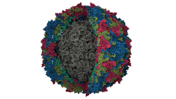 Electron microscope image of poliovirus